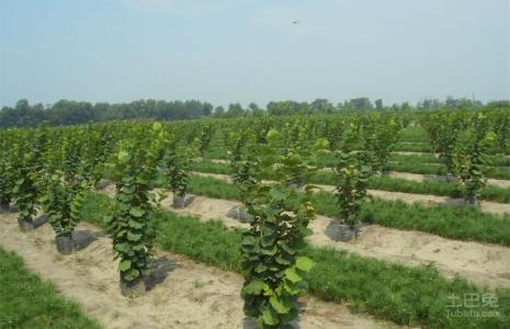 东北榛子树的种植方法 榛子的种植方法