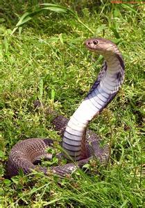 养殖1000条眼镜蛇成本 眼镜蛇的养殖方法