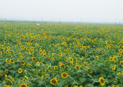 清明节踏青自驾游 广州清明踏青自驾游攻略