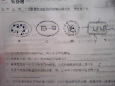 高一英语试卷及答案 高一生物上册细胞的代谢单元测试试卷及答案