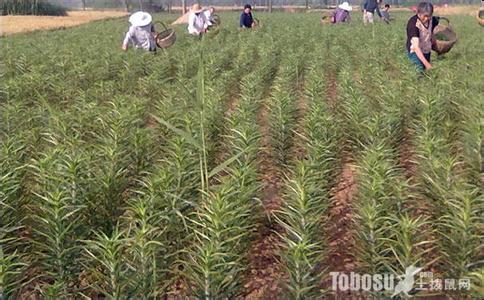 食用百合一般几月种植 食用百合的种植方法