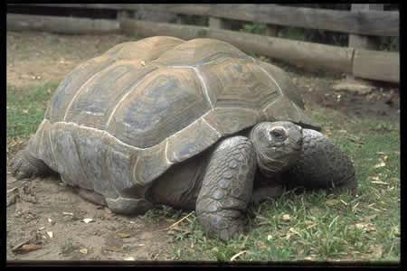 世界上寿命最长的乌龟 世界上命最长乌龟