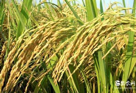 世界上首例杂交水稻 世界上产量最大的粮食作物