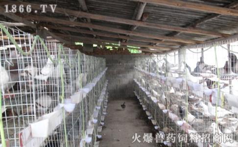 中国肉鸽饲养前景 肉鸽饲养周期_肉鸽饲养的时间