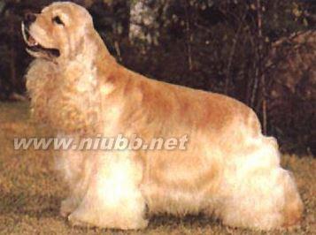 美卡犬多少钱一只 美卡犬多少钱一只 美卡犬的日常护理