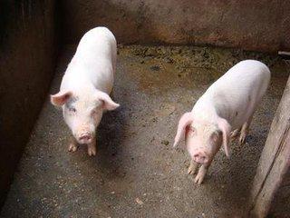 猪的饲养周期 缩短肉猪饲养周期的方法