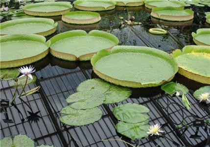 王莲的果实怎么吃 王莲该怎么种