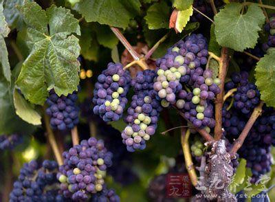 葡萄的药用价值 葡萄的药用价值及相关作用