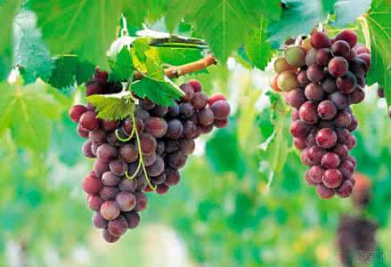 食用葡萄糖 食用葡萄的好处 葡萄的功效