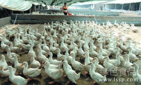 肉鸭饲养管理 肉鸭饲养周期_肉鸭饲养管理方法