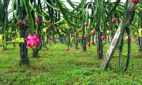 红心火龙果种植基地 红心火龙果如何种植