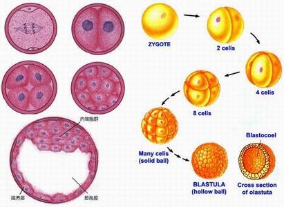 模拟保护色的形成过程 受精卵是怎样形成的 受精卵形成的过程