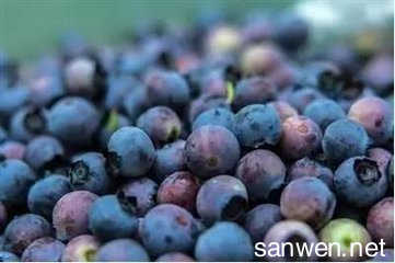 广东蓝莓种植 广东蓝莓种植的方法是什么