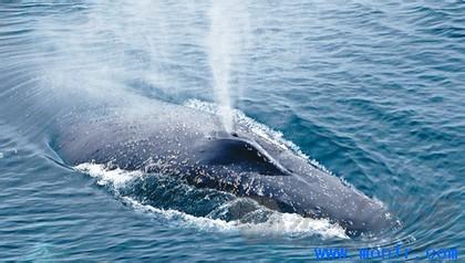 鲸鱼为什么能喷水 鲸鱼为什么会喷水