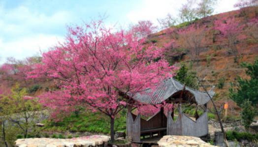 落花本是无情物 樱花本是无情物