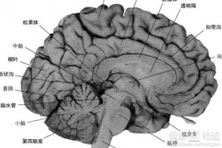 小脑萎缩一般能活几年 小脑萎缩的治疗方法