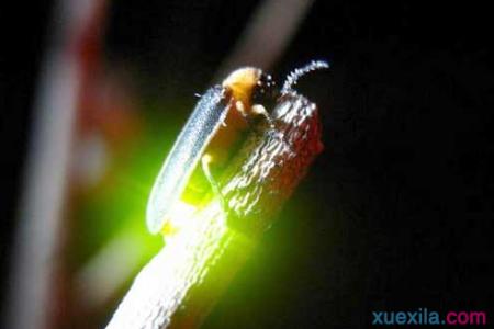 萤火虫发光的原因 萤火虫为什么会发光 萤火虫会发光的原因