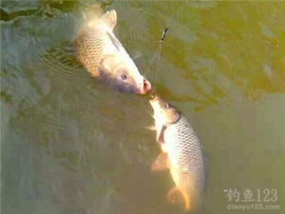 春季钓鲤鱼用什么小药 春季钓鲤鱼有什么秘诀