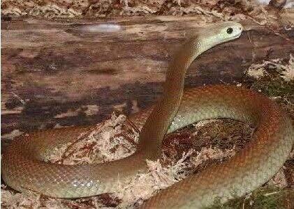 世界上毒牙最长的蛇 世界上最恐怖的毒蛇