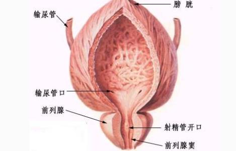 前列腺炎吃什么食物 男性前列腺更健康应多吃什么食物