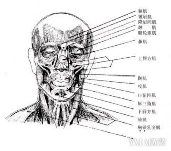 锻炼面部肌肉的方法 怎样锻炼面部肌肉 锻炼面部肌肉的方法