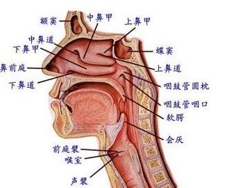 鼻咽炎根治最好的偏方 鼻咽炎的治疗方法