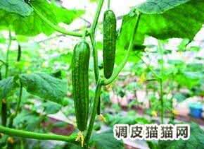 种植大棚蔬菜会亏本吗 大棚蔬菜种植国家补贴