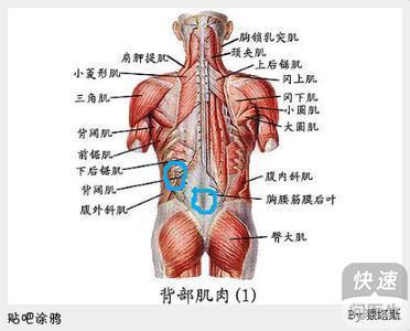 腰肌劳损是什么导致的 腰肌劳损什么原因