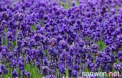 种紫花苜蓿的步骤 紫花苜蓿的种植方法