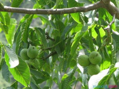 核桃树的种植与管理 核桃树的科学种植