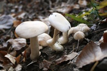 蘑菇含义 有关于蘑菇的含义