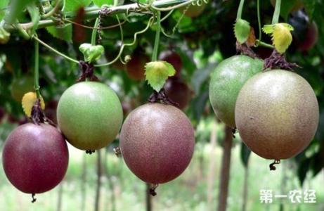 百香果种植方法 百香果的种植管理方法是什么