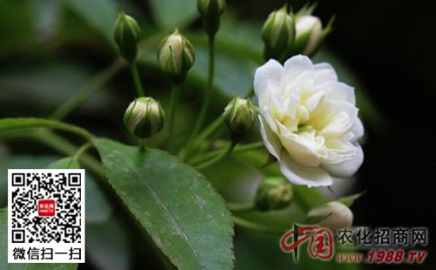 白色玫瑰的花语是什么 白色月季花的花语是什么