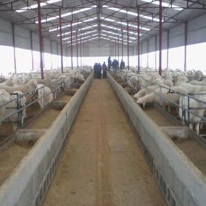 肉羊饲养管理 肉羊的饲养管理方法是什么