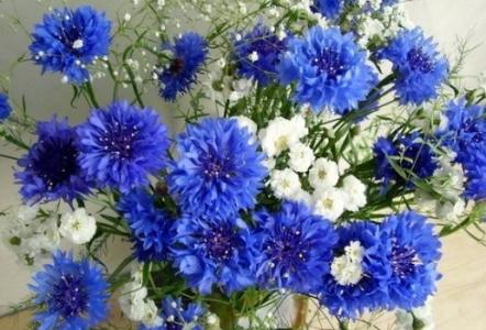 蓝色矢车菊的花语 蓝色矢车菊花语_蓝色矢车菊的花语是什么