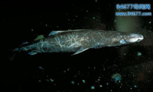 世界上寿命最长的动物 世界上寿命最长的鲨鱼