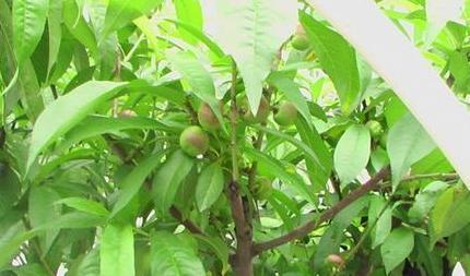 桃树病虫害防治 桃树休眠期病虫害防治方法