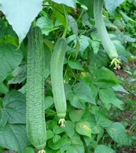 大棚丝瓜种植技术图片 大棚夏丝瓜种植技术