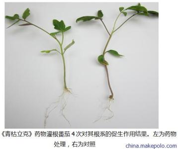 杀菌剂毒力测定 十三种杀菌剂对草莓胶孢炭疽菌的农村研究室内毒力测试