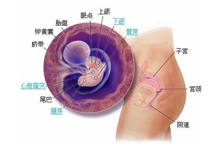 导致胎儿畸形的原因 导致胎儿畸形的原因是什么