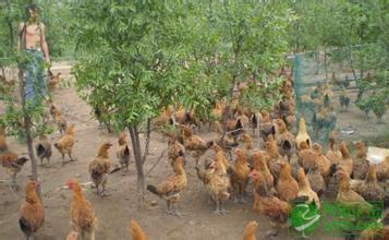 果园养鸡 果园里如何养鸡_果园养鸡方法