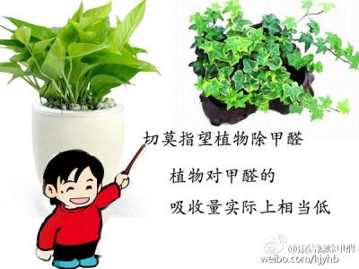 除甲醛最有效的植物 植物除甲醛有用吗? 除甲醛有效方法有哪些?
