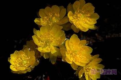 罂粟花的花语和传说 侧金盏花花语与传说是什么
