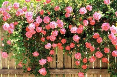 粉红蔷薇的花语是什么 蔷薇的花语是什么