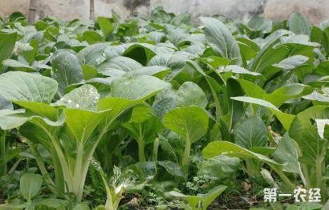 蔬菜种植 九月份蔬菜种植安排