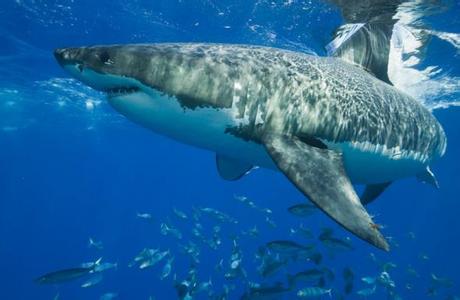 世界上最大的巨齿鲨 世界上最大的大白鲨