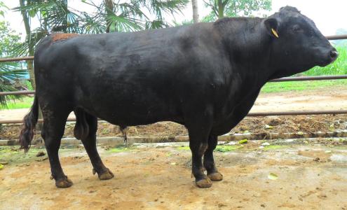 西门塔尔公牛饲养技术 如何饲养青年公牛