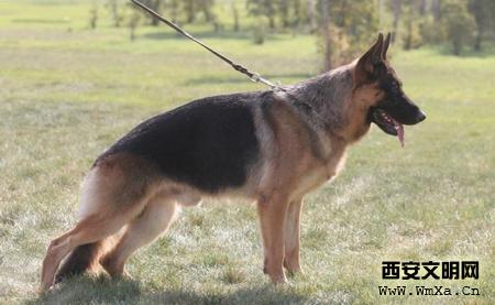 德牧饲养方法 如何饲养德牧犬_饲养德牧犬的方法