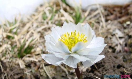 雪莲花泡酒方法 雪莲花泡酒的方法及功效