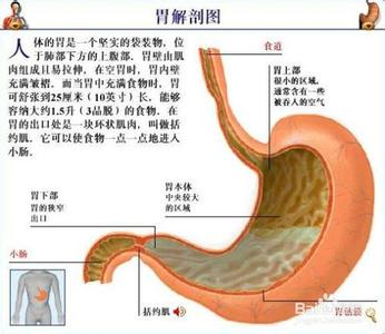 保养肠胃的食物 怎样保养肠胃